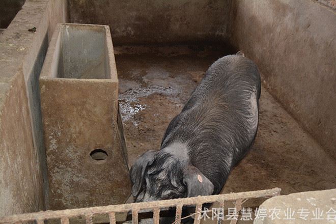 农家乐自养生猪 散养猪肉猪土黑猪 绿色天然放养猪仔猪崽销售批发