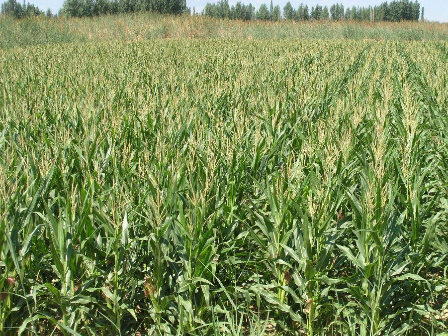 2017年新疆伊犁玉米厂家直销玉米原材料