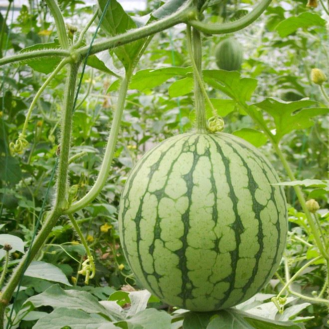 大量批发陕西水果特产西瓜产地现摘时令季节特产红双喜新鲜西瓜