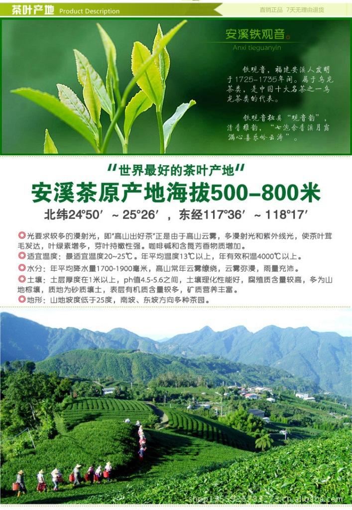 铁观音 1725 茶农产地直销 茶王铁观音 醇和鲜爽