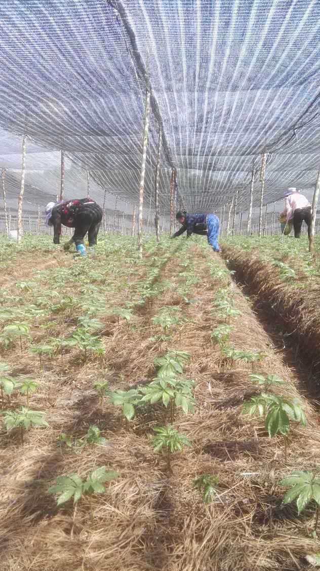 【】初元三七 三七批发田七 文山产地直销 文山三七市场实体店