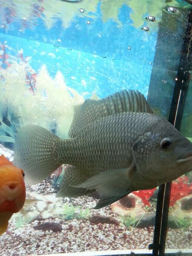 无养殖绿色生态产品台湾鲷台湾品种厂家直销