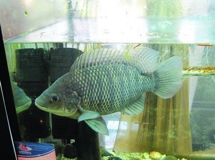 【】无药物养殖绿色生态产品-台湾鲷!台湾品种!厂家直销